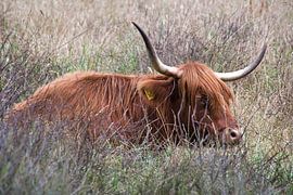 Schottischer Highlander entspannt sich von Jolanda de Jong-Jansen
