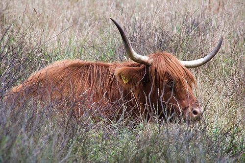 Schotse Hooglander relaxing