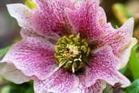 Helleborus in close-up