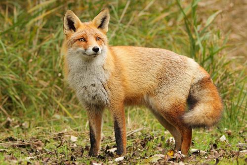 Vos hoort wat van Arnold van der Horst