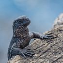 Jonge Zeeleguaan Galapagos Eilanden by Lex van Doorn thumbnail