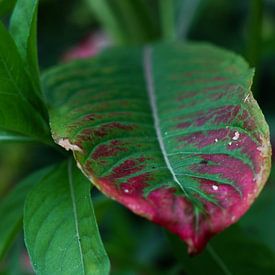 Das Blatt von Merel Visser