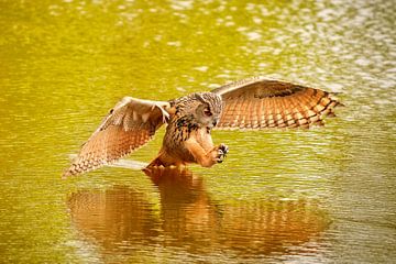 Een  gedetailleerde Oehoe, de roofvogel vliegt met uitgespreide vleugels  en staart in het water. bo van Gea Veenstra