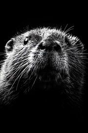 Otter by Poster Art Shop
