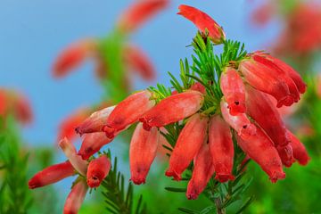 Macro d'une fleur d'Erika rouge sur ManfredFotos