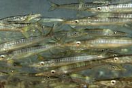 School of baby barracuda canary islands by Arthur de Bruin thumbnail