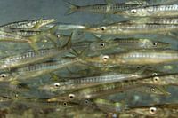 School of baby barracuda canary islands