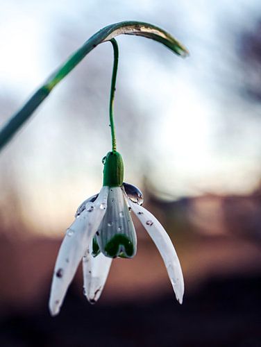 Schneeglöckchen im Regen
