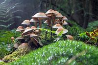 paddenstoelen dorp