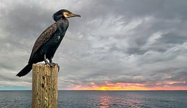 Kormoran beobachtet den Sonnenuntergang von einem Pfahl aus von Eric Wander