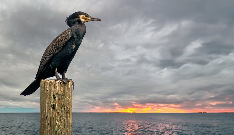 Un cormoran observe un coucher de soleil depuis un poteau par Eric Wander