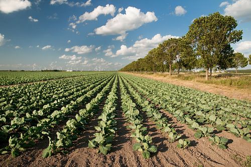 Koolplanten in de Noord-Oostpolder
