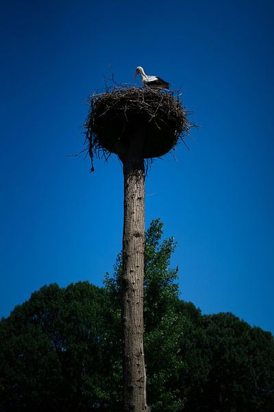 Stork on the nest by Hildisvini