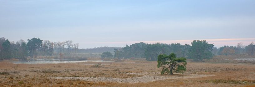 Pine tree on the Teut by Johan Vanbockryck