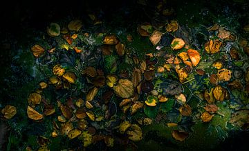 Auf dem Wasser treibende Herbstblätter 1 von Reinder Tasma