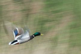 Motion Duck by Harald Harms