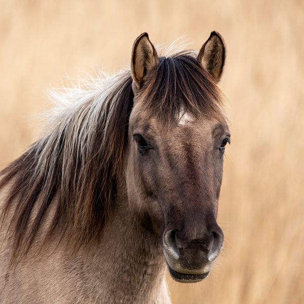 Konik horse by Henk Zielstra