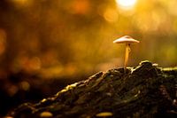 Pilz in der Sonne