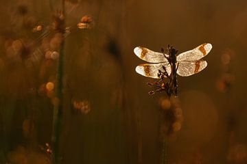 Breitband-Helibilität von Ria Bloemendaal