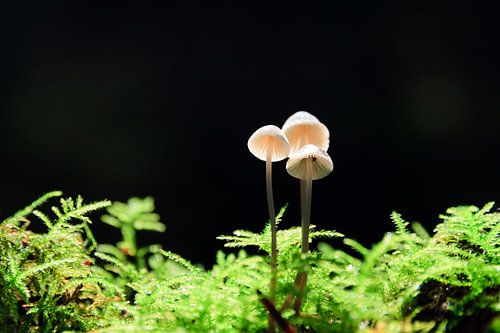 Paddenstoelen in het donker in de herfst