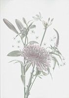 softcolor flowers