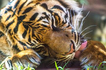Close-up van een "Sumatraanse tijger"  van Kaj Hendriks