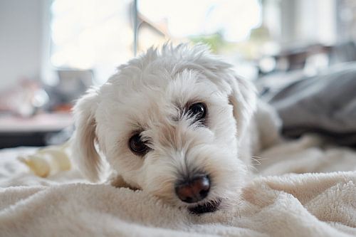 Maltipoo liefde voor het leven!