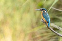 Kingfisher on the lookout
