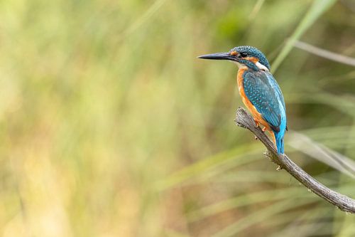 Kingfisher on the lookout