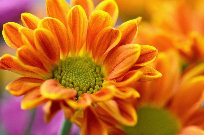 Autumn aster by Violetta Honkisz