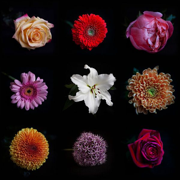 Collage de fleurs par Christianne Keijzer