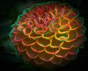 Dahlie, orange-rot