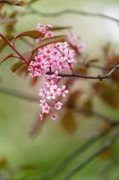 Spring blossom