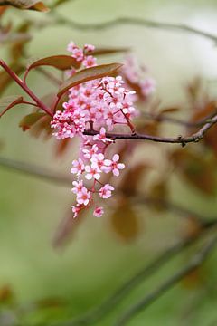 Spring blossom van LHJB Photography