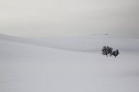 Sneeuw en bomen op een berg van Ymala Antonsen thumbnail