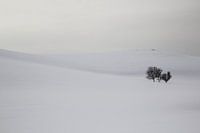 Sneeuw en bomen op een berg