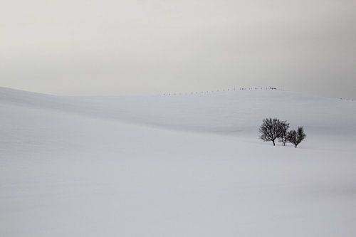 Sneeuw en bomen op een berg