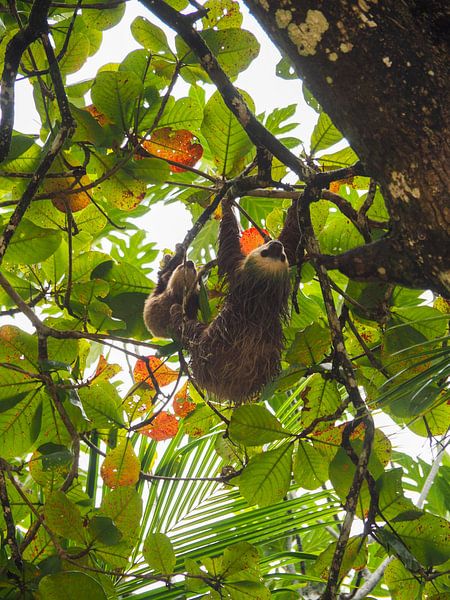 Maman paresseuse avec son bébé dans un arbre par Janne Brouwers