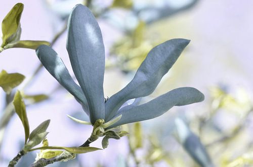 La floraison du printemps