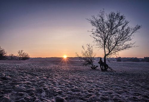 Zonnestralen in de Soesterduinen