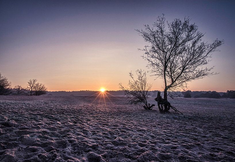 Zonnestralen in de Soesterduinen van Connie de Graaf