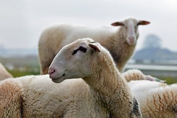 close up van een net geschoren schaap met op de achtergrond nog meerdere schapen van Robin Verhoef
