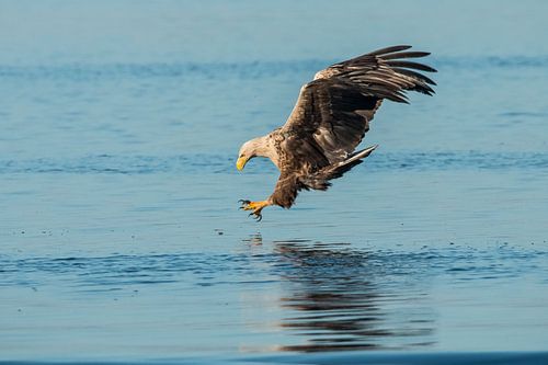 White Tailed Eagle