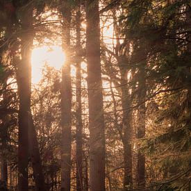 Among the trees, the sun breathes by kiekjes & kunst