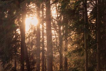 Among the trees, the sun breathes