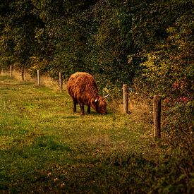 Schotse Hooglander in Drenthe vierkant formaat van ina kleiman