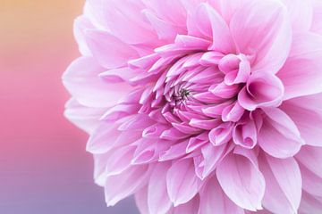 Love dahlia's Lavender Perfection Rainbow by Cindy Mulder