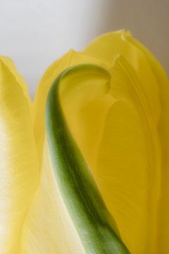 Close up van een tulp van Rik Verslype
