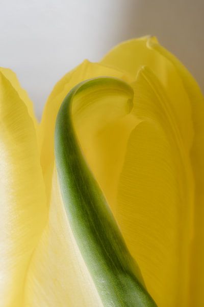Gros plan d'une tulipe par Rik Verslype