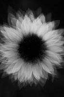 Tournesol